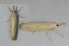 Agriphila inquinatella