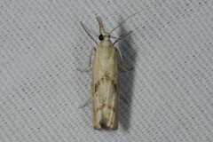 Agriphila inquinatella