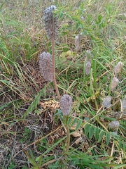 Astragalus alopecurus