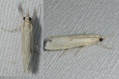 Agriphila inquinatella