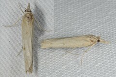 Agriphila inquinatella