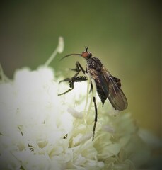 Empidoidea