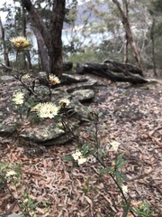 Phebalium squamulosum