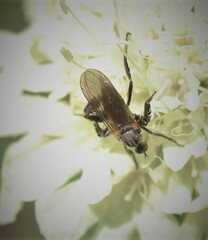 Empidoidea