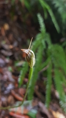 Pterostylis erecta