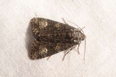 Craniophora ligustri