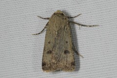 Agrotis trux