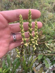 Spiranthes ochroleuca