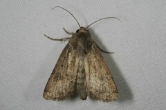 Agrotis trux