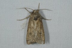 Agrotis trux