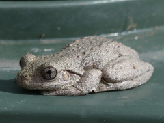 Litoria peronii