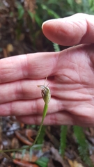 Pterostylis erecta