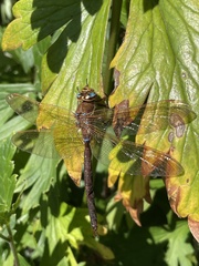 Aeshna grandis