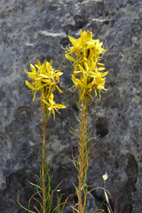 Asphodeline lutea