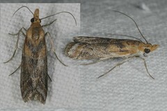 Ancylosis cinnamomella