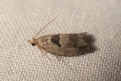 Epinotia ramella