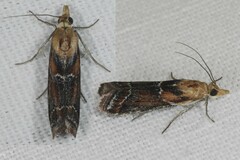 Ancylosis cinnamomella