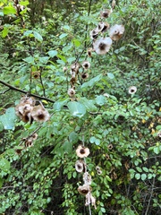 Paliurus spina-christi