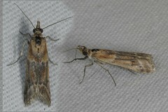 Ancylosis cinnamomella