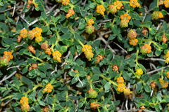 Euphorbia spinosa