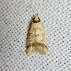 Heteroteucha anthodora