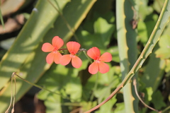 Pelargonium tongaense
