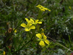 Erysimum pseudorhaeticum
