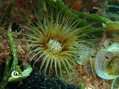 Cerianthus membranaceus