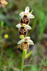 Ophrys fuciflora
