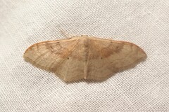 Idaea degeneraria