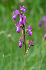Anacamptis laxiflora