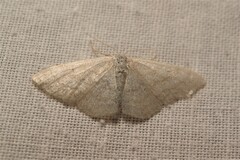 Idaea subsericeata