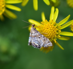 Petrophila confusalis