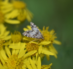 Petrophila confusalis