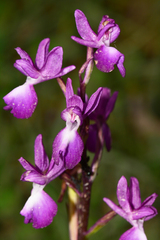 Anacamptis laxiflora