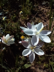 Hesperantha falcata