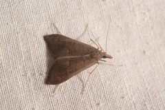 Mecyna asinalis