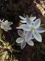 Hesperantha falcata