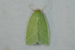 Bena bicolorana