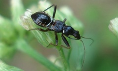 Himacerus mirmicoides