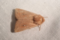Mythimna albipuncta