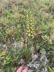 Spiranthes ochroleuca