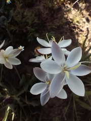 Hesperantha falcata