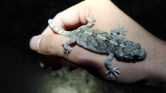 Gekko swinhonis