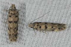 Bryotropha domestica