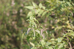 Halleria lucida