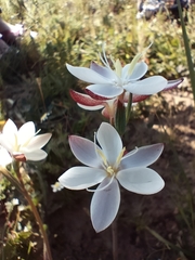 Hesperantha falcata