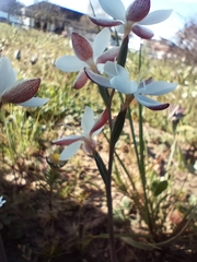 Hesperantha falcata