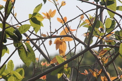 Ficus ingens