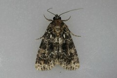 Callopistria latreillei